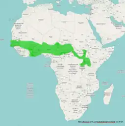 Distribución de L. purpureus