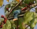 En un árbol Kamala Mallotus philipensis en la villa de Jayanti en la Parque nacional de Buxa en el distrito de Jalpaiguri  Bengala Occidental, India.