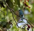 En un árbol Kamala  Mallotus philipensis  en la villa Jayanti en la Parque nacional de Buxa en el distrito de Jalpaiguri Bengala Occidental, India.