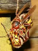 Avispones (Vespa crabro) en una disputa ritualizada