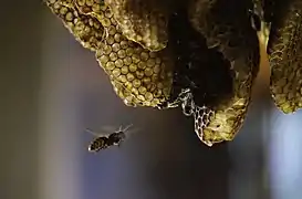 Avispón atacando una colmena de Apis mellifera.