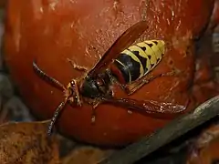 Vespa crabro