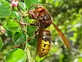 Vespa crabro