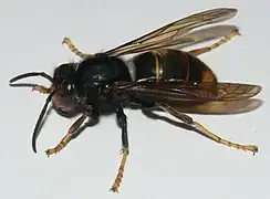 Vespa velutina