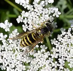 Vespula maculifrons (familia Vespidae) Pensilvania, Estados Unidos