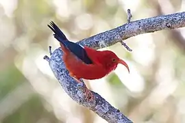 ʻIʻiwi (Drepanis coccinea), hawaiano