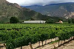 Viñedos de Cafayate