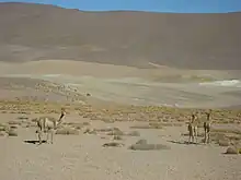 Vicuñas camino a los Géiseres del Tatio.