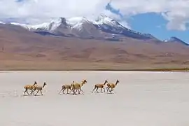 Vicuñas cerca del Salar 2017