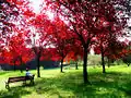 El parque en primavera.