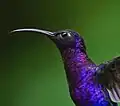 Colibrí morado