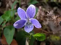 Violeta de Anaga.