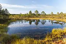 Viru Bog.