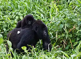 Gorilas de montaña, especie amenazada en el parque nacional Virunga