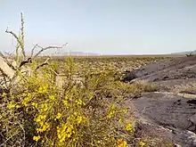 Vista del Parque eólico desde la periferia de Udpinango.