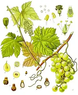 Vitis vinifera L.