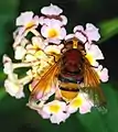 Volucella zonaria hembra