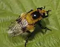 Volucella bombylans var. plumata hembra