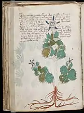 La planta del f23v, identificada por Tucker y Talbert como Passiflora morifolia.