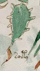 La etiqueta de esta planta (f100r) podría leerse como nāshtli, una variante de nōchtli, el nombre nahuatl para el fruto del nopal.