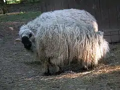 Ovejas en el parque Pforzheim.