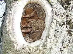 Setas que colonizan el interior de un árbol senescente.