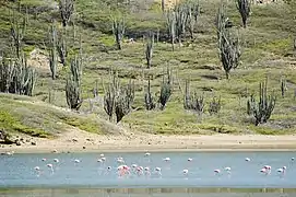 Flamencos del Caribe en el parque.