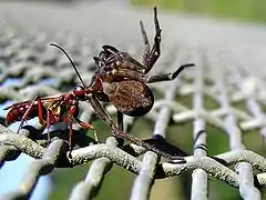 Avispa de las arañas arrastrando a su presa, Nueva Zelanda.