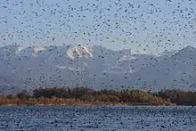 Aves en Fußach - Delta del Rin