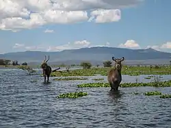 Antílope acuático