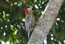 Melanerpes superciliaris(Carpintero Jabado)De Cuba, Bahamas y Gran Caimán.