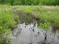 Ciénaga emergente a lo largo del río Cumberland, Tennessee
