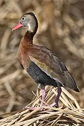 Yaguasa barriguiprieta