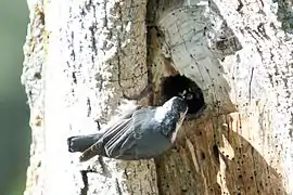 Un adulto tratando de alimentar a sus crías en el nido.