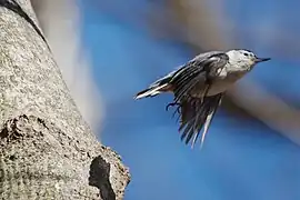 En vuelo, de perfil.