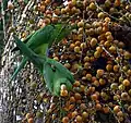 Alimentándose, aparentemente de la fruta de la palmera reina