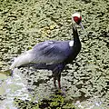 Grulla cuelliblanca en el Zoo de Bronx en Nueva York