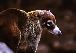 El coatí de nariz blanca (Nasua narica) es uno de los mamíferos silvestres más comunes de Costa Rica, registrado en al menos 9 de las 11 áreas de conservación del país.