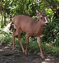 Hembra de venado de cola blanca (Odocoileus virginianus), símbolo nacional de la fauna terrestre de Costa Rica. Foto en el parque nacional Manuel Antonio.