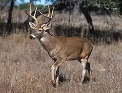 Venado cola blanca