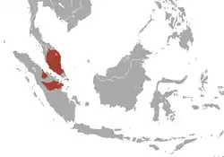 White-thighed Surili range