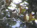 Un Aegithalos niveogularis a 3400m en el oeste de Uttarakhand, India.