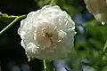 Rosa 'White Dorothy', B.R. Cant  1908.