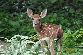 Venado de cola blanca (Odocoileus virginianus)