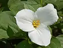 Trilio blanco (Trillium grandiflorum)