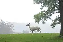 Uno de los famosos ciervos blancos de Argonne.