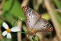 Anartia j. guantanamo, Cuba