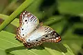 Anartia j. jatrophae, Tobago