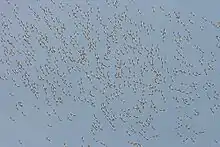 Un cielo azul con muchas siluetas minúsculas de aves distantes que vuelan.