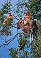 Familia de Monos narigudos (Nasalis larvatus) .